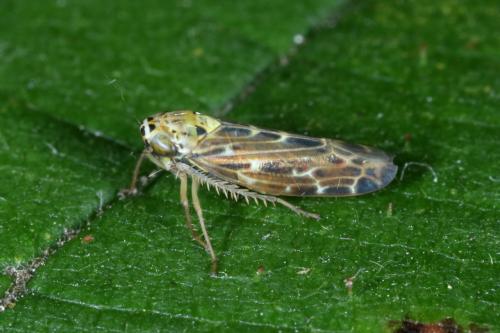 Réf. 267 957 : Lamprotettix nitidulus